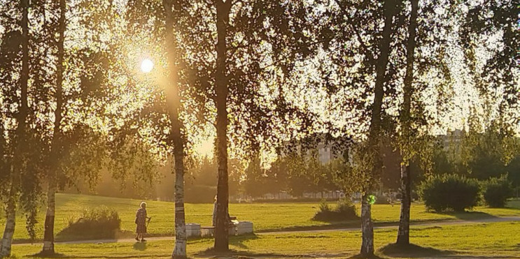 деревья в Петербурге