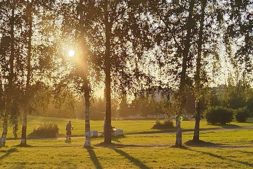 деревья в Петербурге