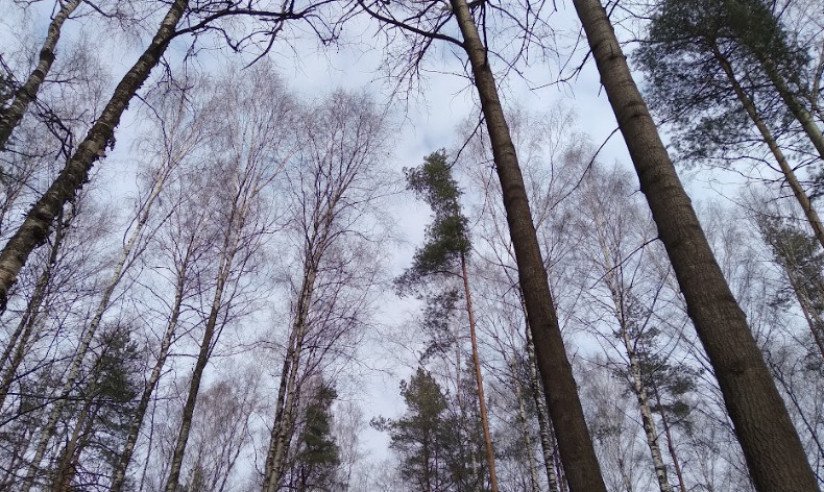 лес Ленобласть